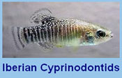 Iberian Cyprinodontids