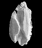 CEBIC_o2.gif