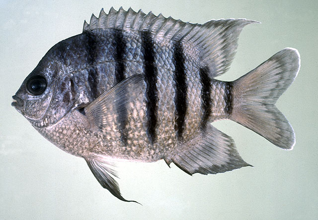 Abudefduf bengalensis