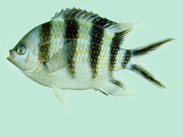 Abudefduf sexfasciatus