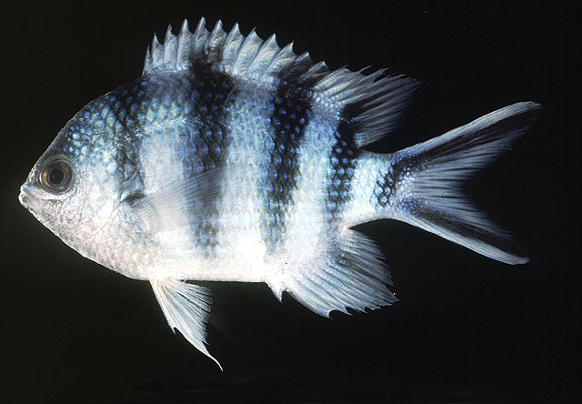 Abudefduf sexfasciatus