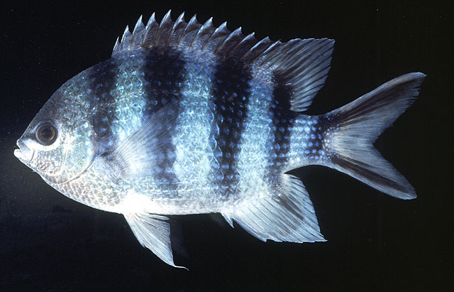 Abudefduf sexfasciatus