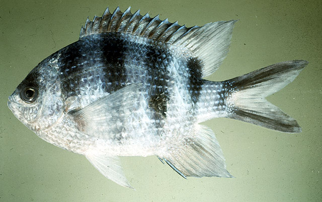 Abudefduf sexfasciatus