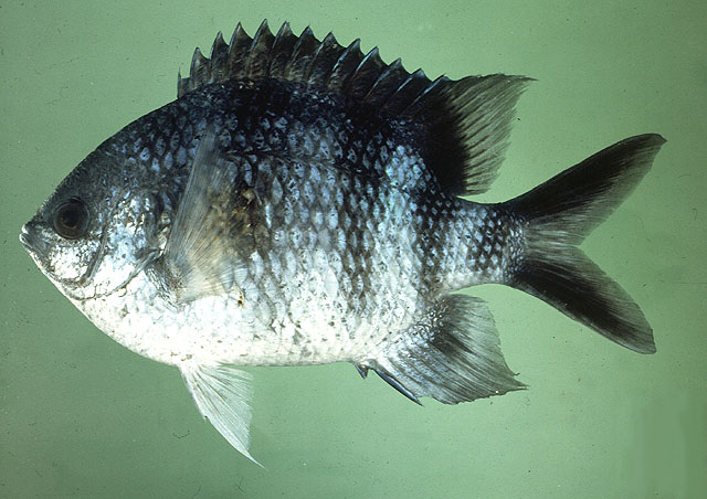 Abudefduf sexfasciatus