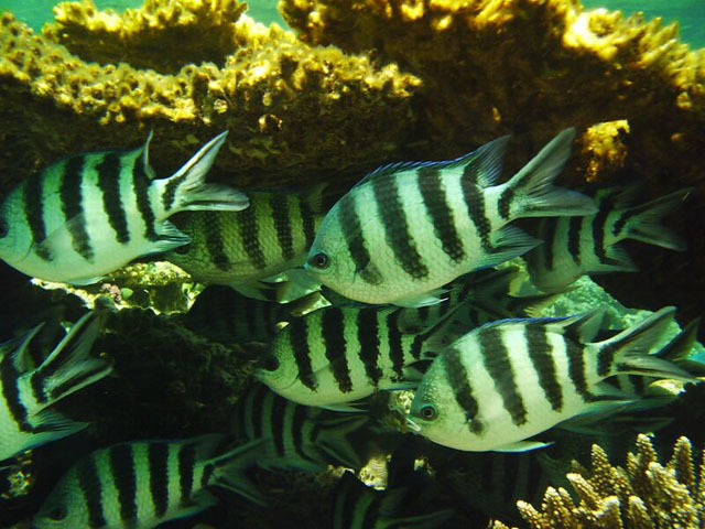 Abudefduf sexfasciatus