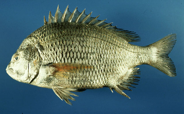 Acanthopagrus pacificus