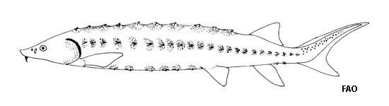 Acipenser brevirostrum