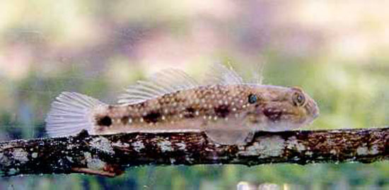 Acentrogobius caninus