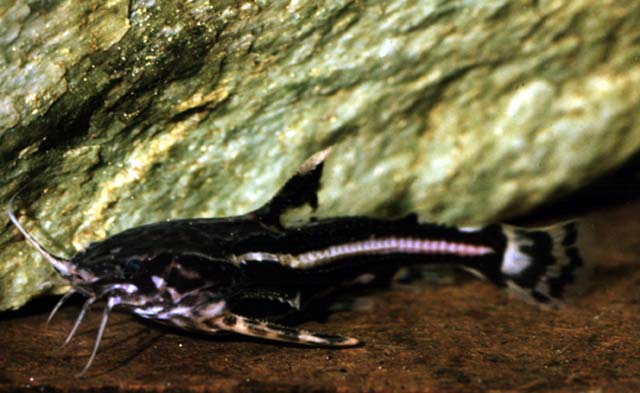 Acanthodoras cataphractus