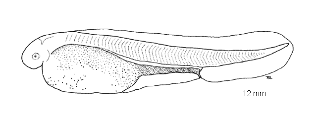 Acipenser fulvescens