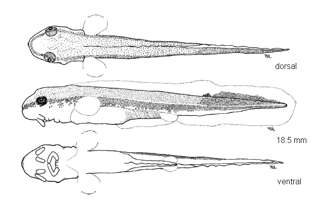 Acipenser fulvescens