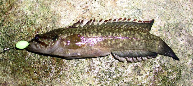 Acanthoclinus fuscus