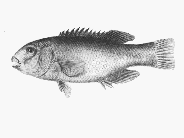 Achoerodus gouldii