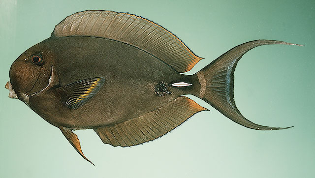 Acanthurus leucocheilus