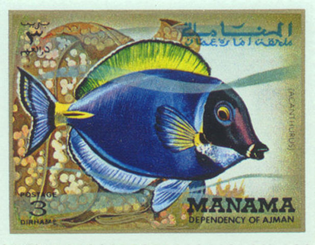 Acanthurus leucosternon