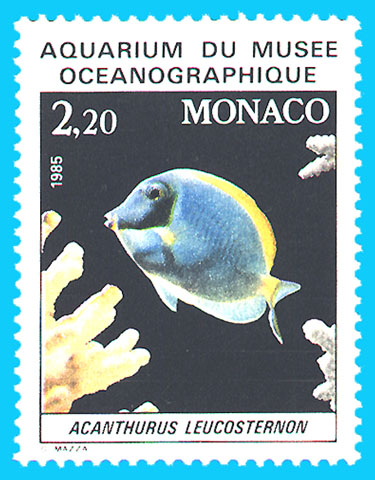 Acanthurus leucosternon