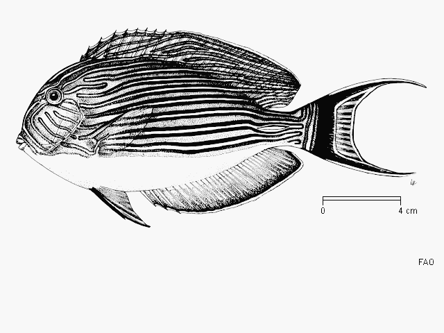 Acanthurus lineatus