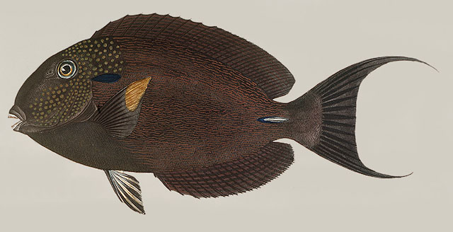 Acanthurus maculiceps