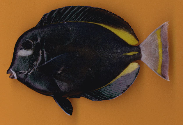 Acanthurus nigricans