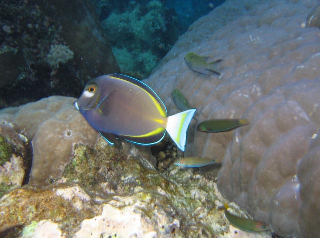 Acanthurus nigricans