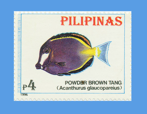 Acanthurus nigricans