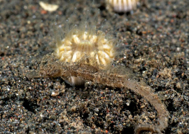 Acentronura tentaculata