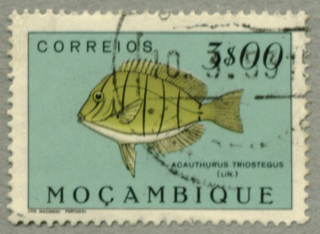 Acanthurus triostegus