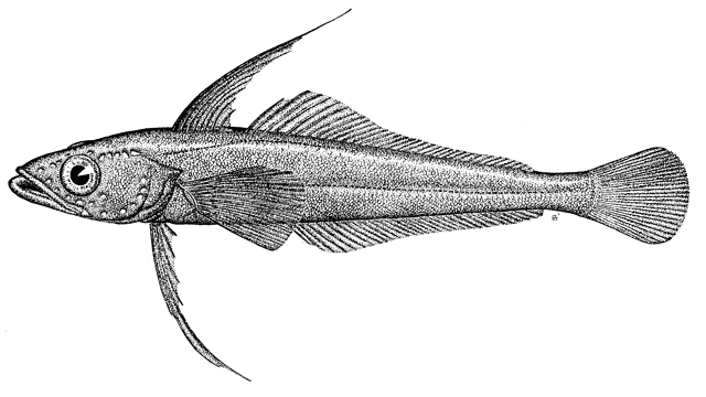 Aethotaxis mitopteryx mitopteryx