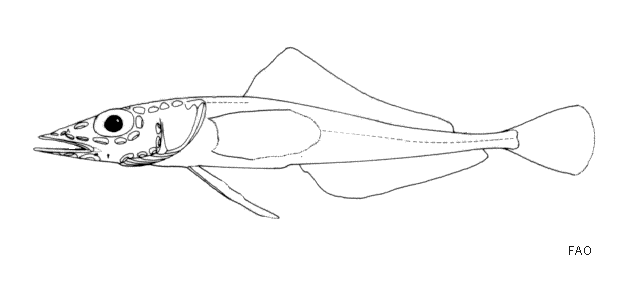 Akarotaxis nudiceps