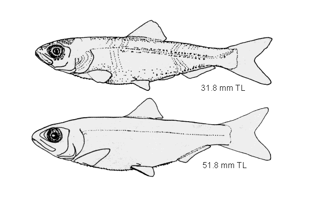 Alosa sapidissima