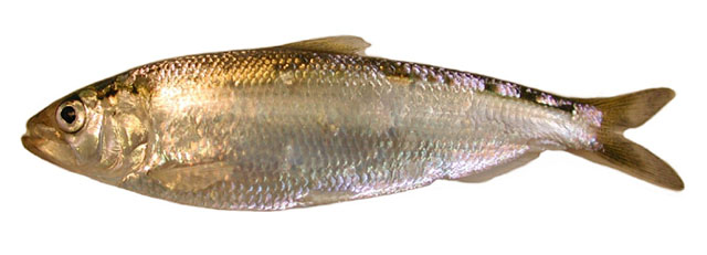 Alosa sapidissima