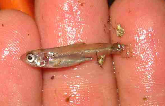 Alosa sapidissima