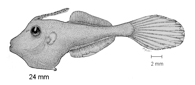 Aluterus scriptus