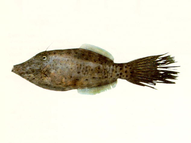 Aluterus scriptus