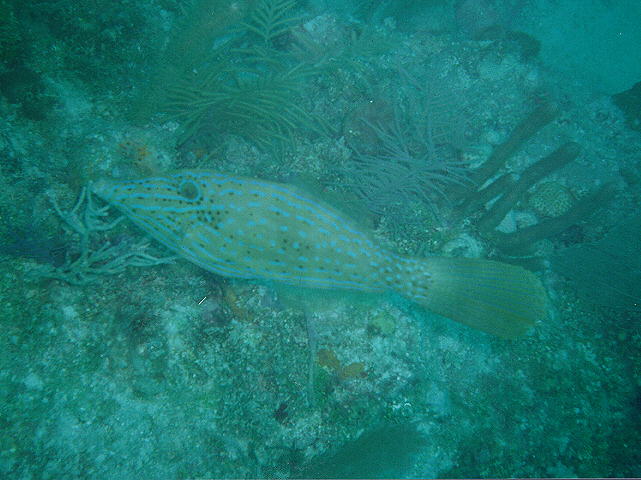 Aluterus scriptus