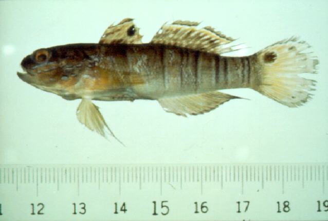 Amblygobius albimaculatus