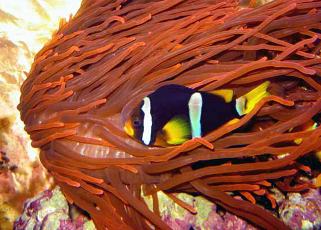 Amphiprion clarkii