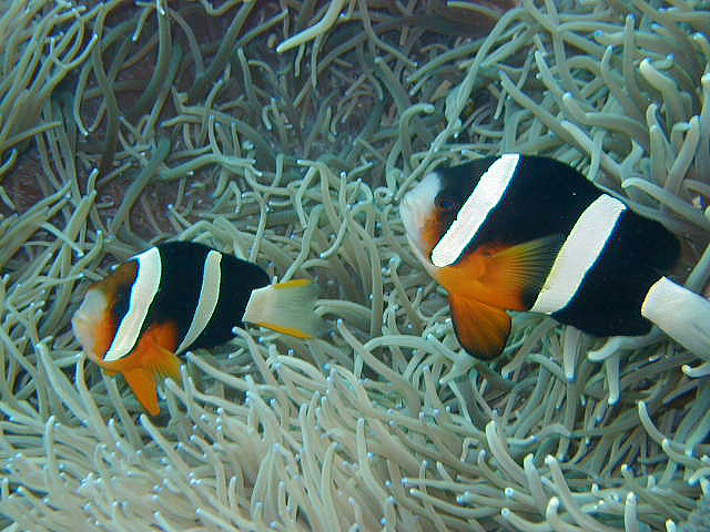 Amphiprion clarkii