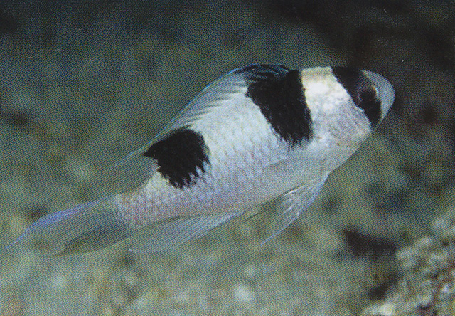 Amblypomacentrus clarus