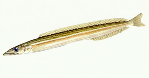 Ammodytes personatus