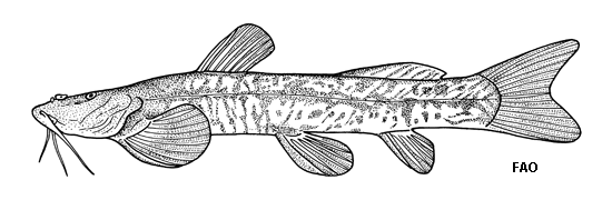 Amphilius platychir