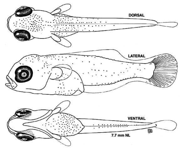 Ambloplites rupestris