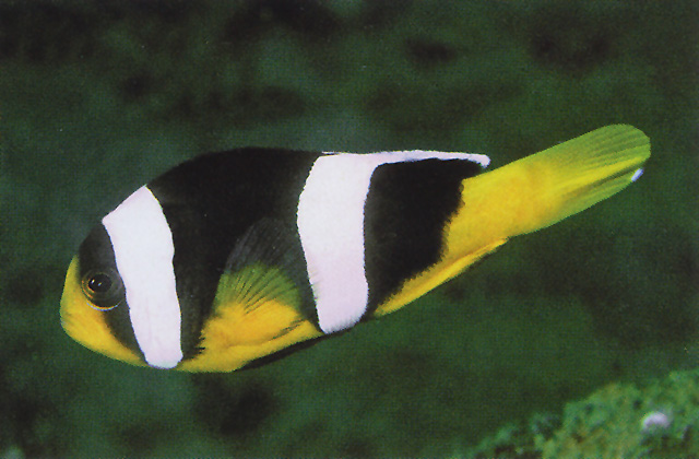 Amphiprion sebae