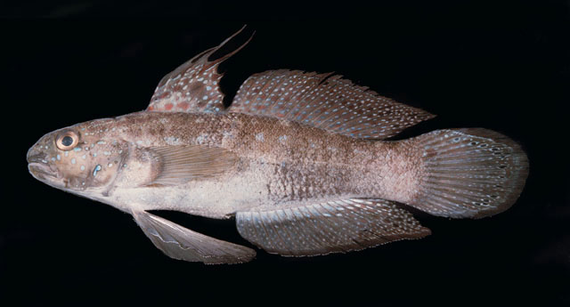 Amblygobius semicinctus