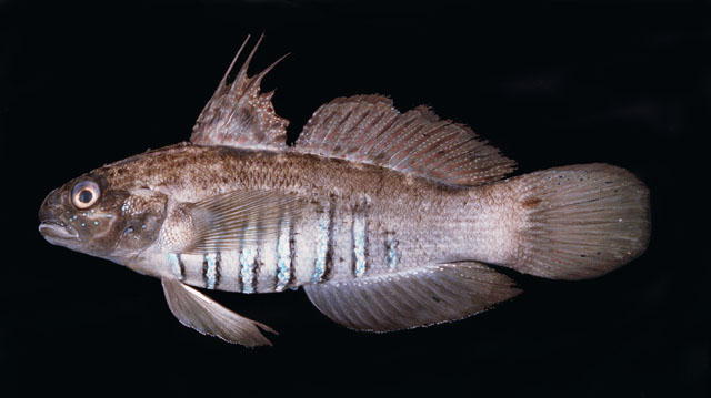 Amblygobius semicinctus