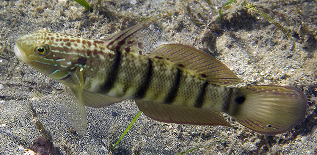 Amblygobius semicinctus