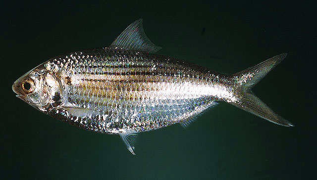 Anodontostoma chacunda