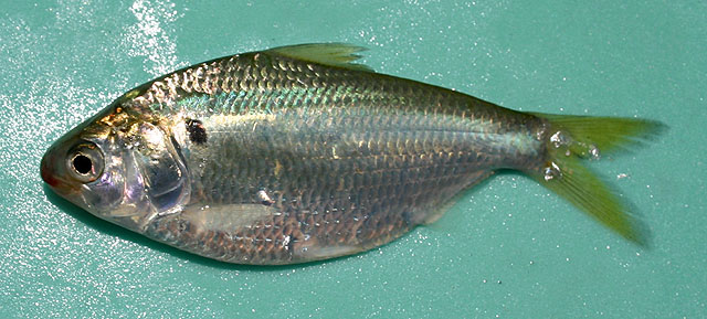 Anodontostoma chacunda