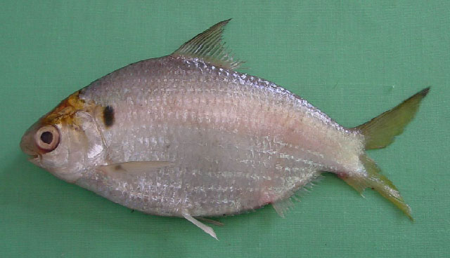 Anodontostoma chacunda