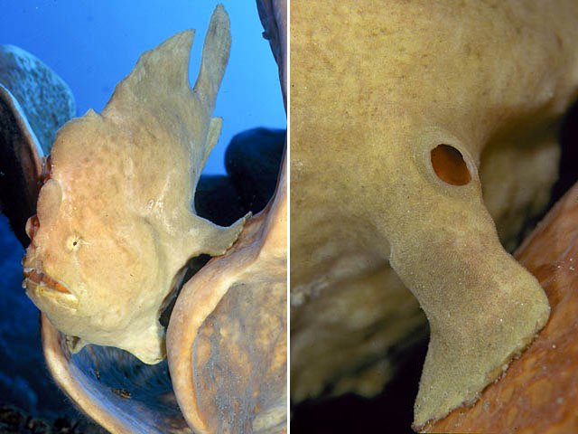 Antennarius commerson